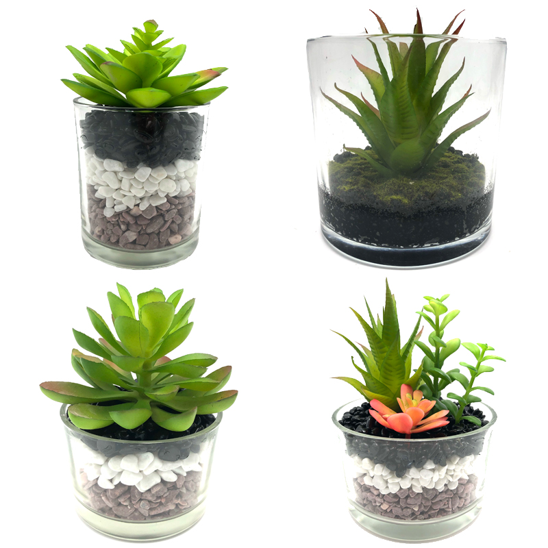 Plantes succulentes artificielles avec le vase décoratif d'affichage de globe de table en verre