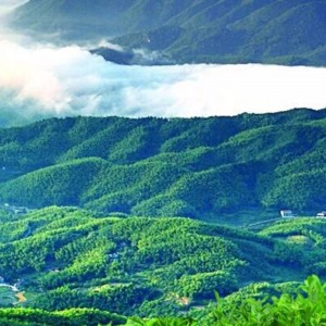 thé noir de brique hunan anhua thé noir