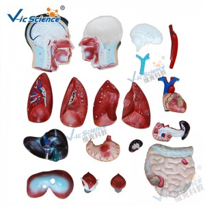 Morceau masculin de modèle 19 de corps humain modèle 85CM de corps humain d'anatomie