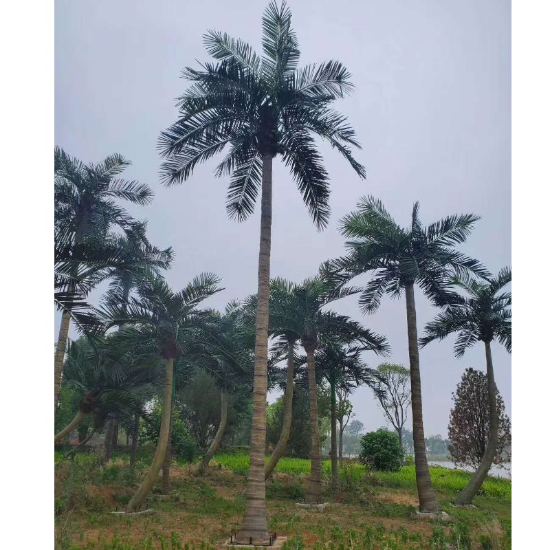 Noix de coco