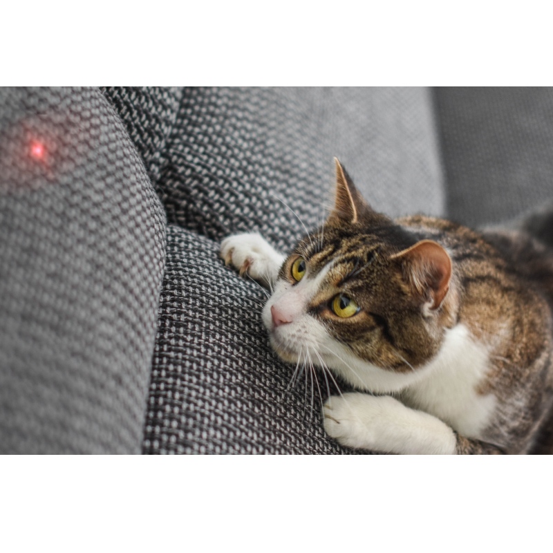 Triatre de chat laser intelligent