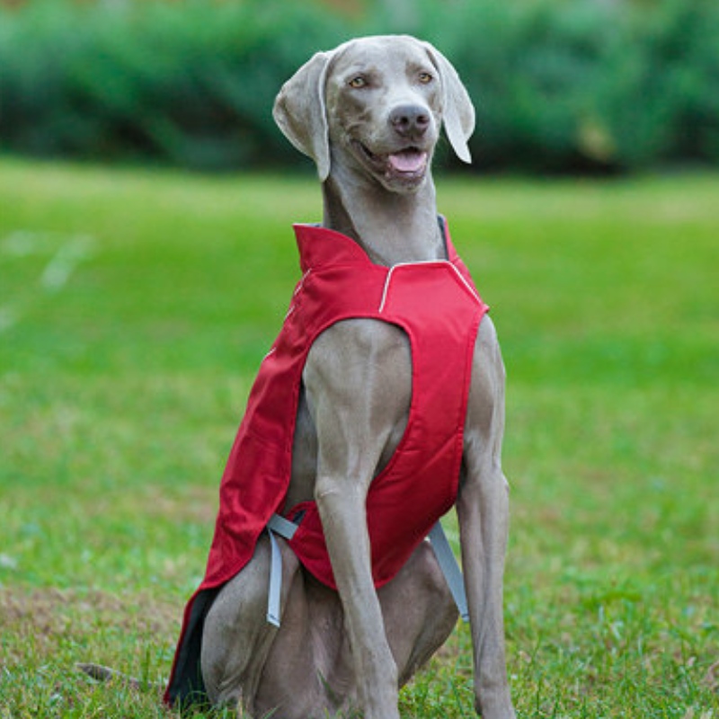 Manteau de chien réfléchissant de style classique imperméable veste de chien d'hiver réglable réversible léger réversible