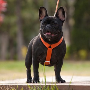 2022 NOUVEAU Style Coloré Harnais et laisse Ensemble Multi-Point Réglable et Traction Harnais de chien