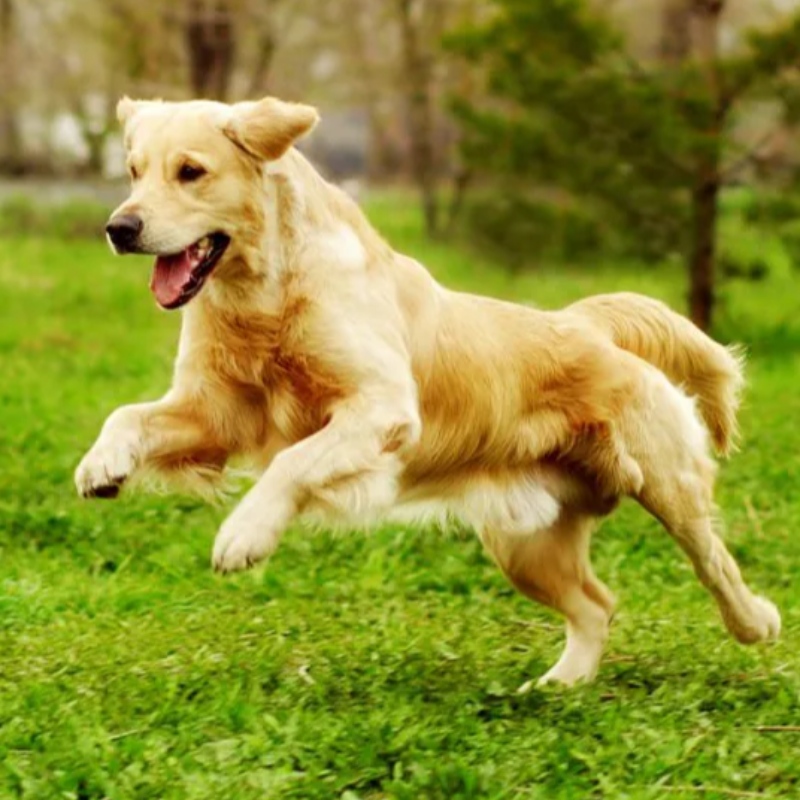 7 Commandes essentielles que votre chien a besoin de savoir